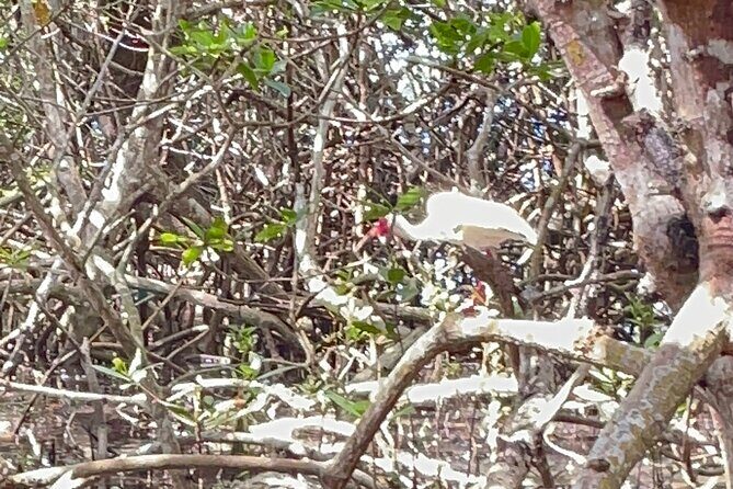 Exclusive Kayak Expedition: Exploring the Mangroves to Shell Key - Wrapping It Up