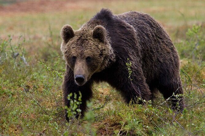 Exclusive Locations Private Bear Viewing - An in-depth look at the Juneau private bear tour
