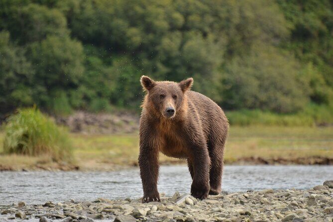 Exclusive Locations Private Bear Viewing - Why this tour offers real value