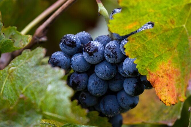 Exclusive Napa Valley Wine Tour - A Detailed Look at the Experience