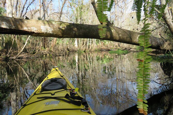 Exclusive Nature Escape Kayak Adventure on Blackwater Creek - Exploring the Blackwater Creek Kayak Adventure: A Genuine Look