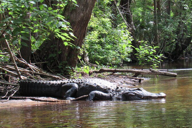 Exclusive Nature Escape Kayak Adventure on Blackwater Creek - Key Points