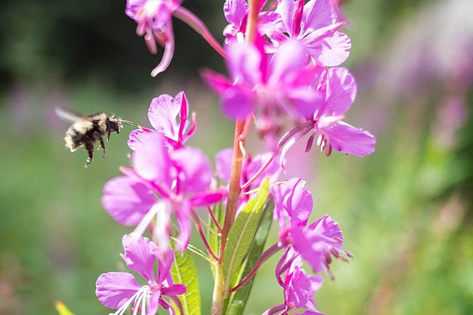 Exclusive Photography Tour Haines Departure - The Itinerary: What You Can Expect