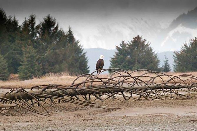 Exclusive Photography Tour Haines Departure - Guides and Personal Touch