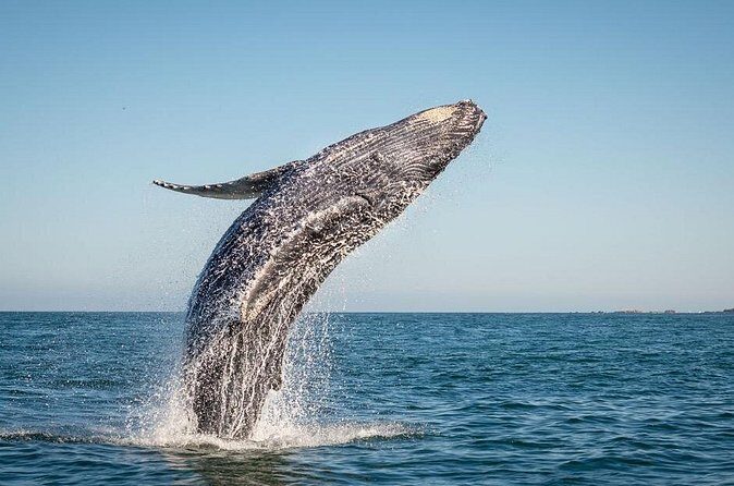 Exclusive Private Sailing Luxury Tour in Los Cabos - The Experience for Different Travelers