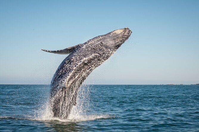 Exclusive Private Sailing Luxury Tour in Los Cabos - Final Thoughts