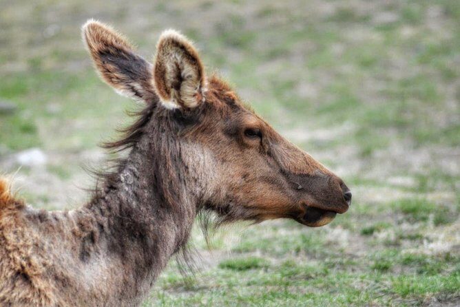 Exclusive Private Yellowstone Adventure: Explore The Lower Loop - Final Thoughts