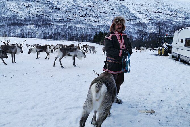 Exclusive Reindeers Experience in small groups, Tromso - The Sum Up: Is This Tour Worth It?