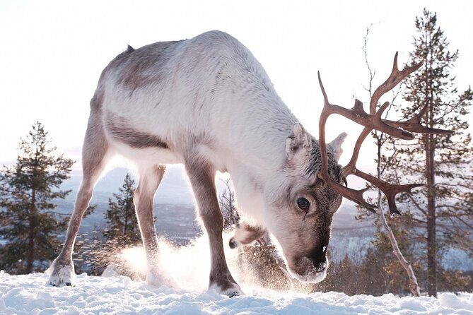 Exclusive Reindeers Experience in small groups, Tromso - FAQs