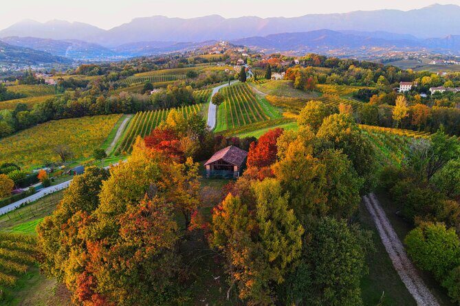 Exclusive Tour of the Vineyards with Visit to the Cellar! - What to Expect from the Tour