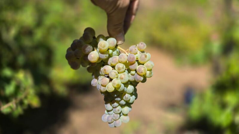 Exclusive Vinho Verde (Green Wine) experience & lunch - An In-Depth Look at the Vinho Verde Private Tour