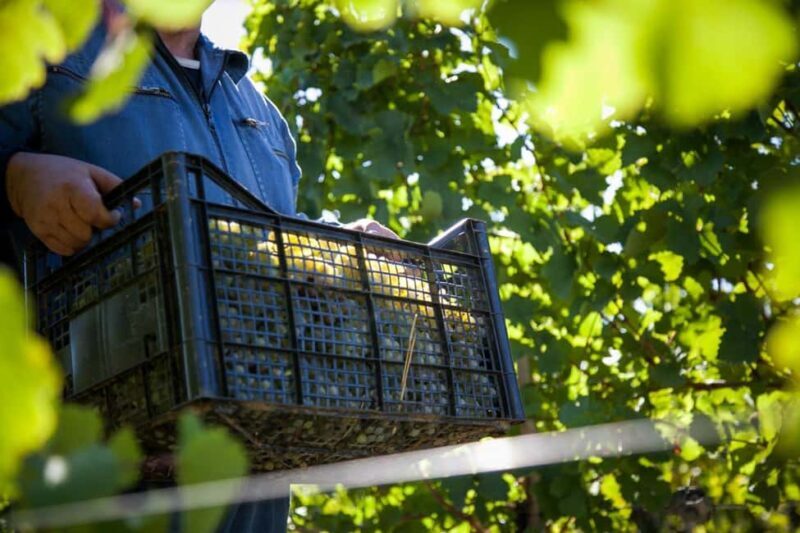 Exclusive Wine Tour in Serbia: Tastings, History & Beauty - A Day in Serbian Wine Country: What to Expect