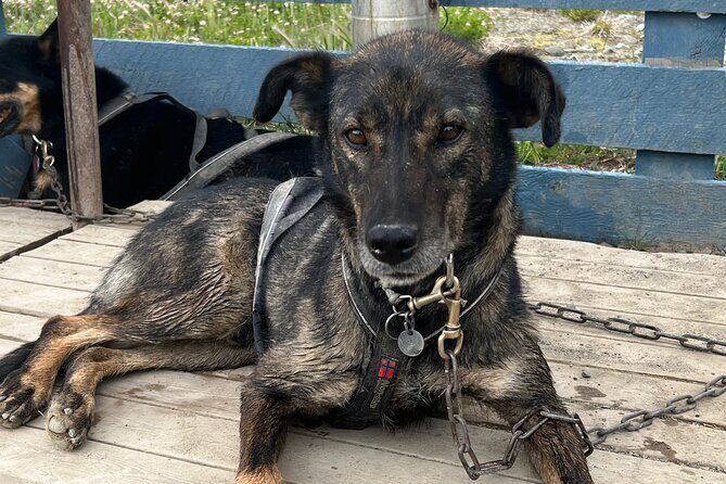 Exclusive Yukon Full-Day Tour with Dog Mushing Adventure - Key Points