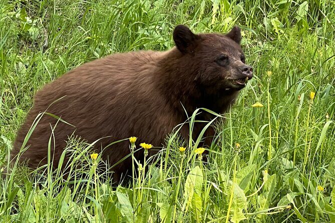 Exclusive Yukon Full-Day Tour with Dog Mushing Adventure - FAQs