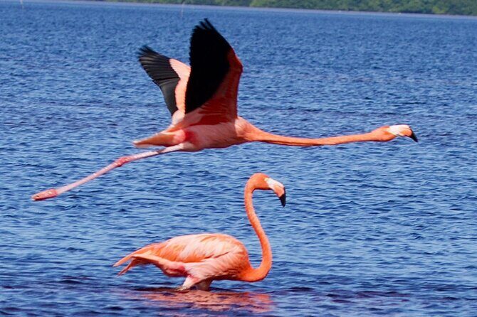 Excursion to Celestun Biosphere and Beach Day from Merida - Key Points