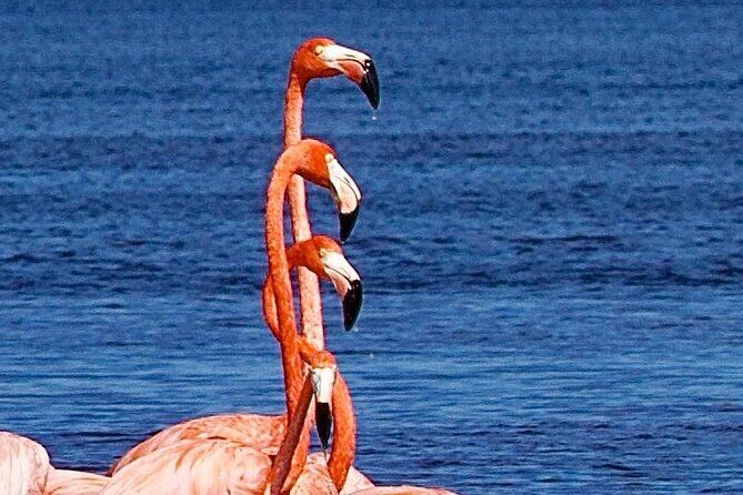 Excursion to Celestun Biosphere and Beach Day from Merida - A Deep Dive Into the Tour Experience
