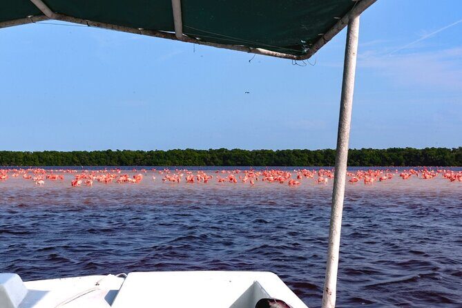 Excursion to Celestun, Swimming, Hiking & Boat Ride - FAQ