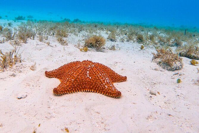 Excursion to Cozumel from Cancun - What You Can Expect on the Tour