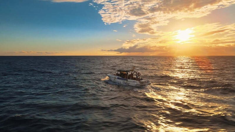 Excursion to see the whales - 3 Hours - Key Points