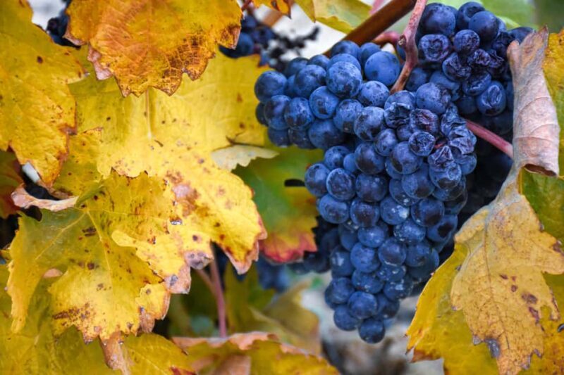 Excursion to Vitoria, La Rioja, and wine tasting at a Laguardia winery - Frequently Asked Questions