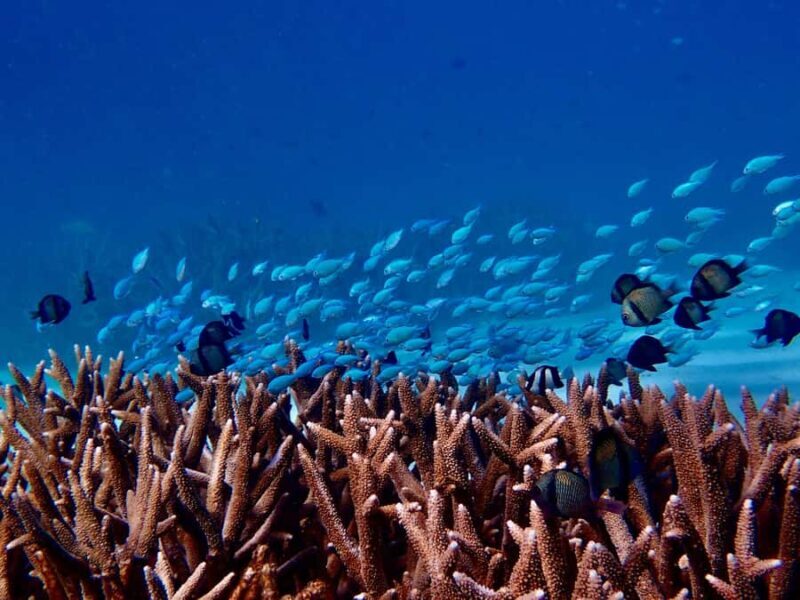 Exmouth: Guided Ningaloo Reef Snorkel Adventure - Who Will Love This Tour?