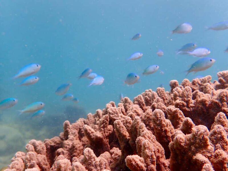 Exmouth: Half Day Coral by Kayak tour - The Experience: What to Expect from Start to Finish