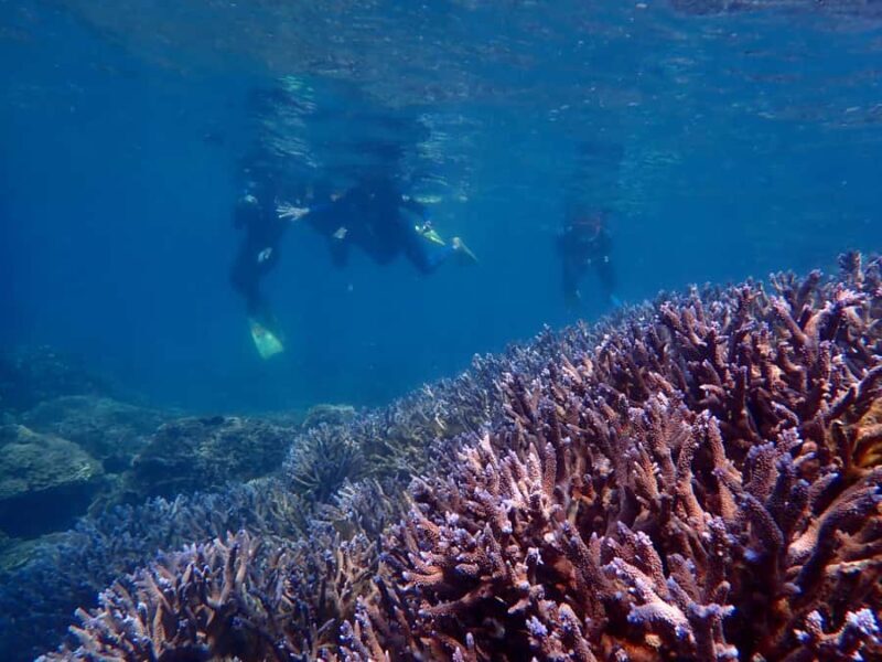 Exmouth: Half Day Coral by Kayak tour - The Bottom Line: Is This Tour Right for You?