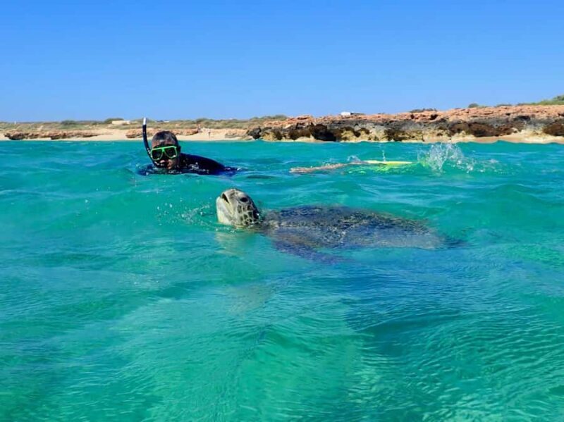Exmouth: Half Day Turtle Kayak & Snorkel Tour - What You Can Expect from the Tour
