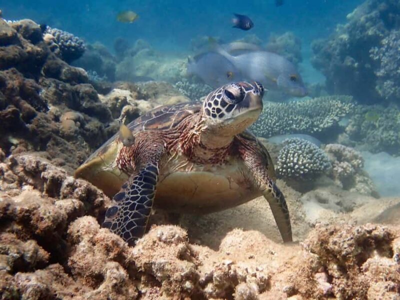 Exmouth: Half Day Turtle Kayak & Snorkel Tour - The Real Value of the Tour