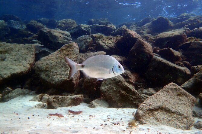 Experience 2-Hour Guided Snorkelling in Costa Teguise Lanzarote - Marine Life and Scenery