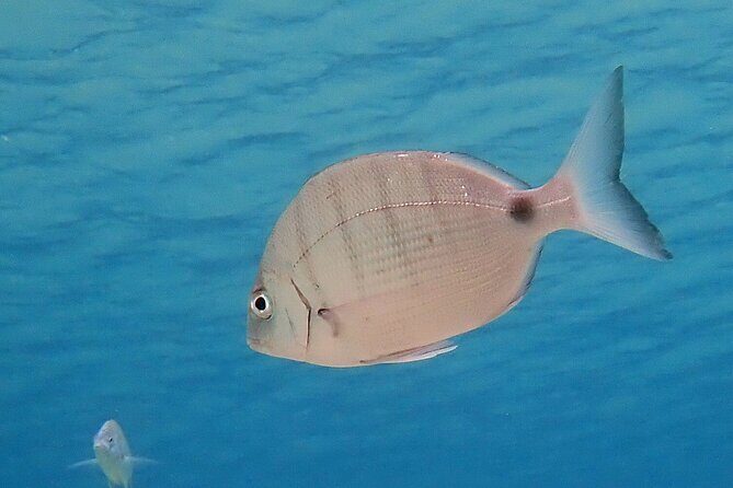 Experience 2-Hour Guided Snorkelling in Costa Teguise Lanzarote - Who Is This Tour Best For?