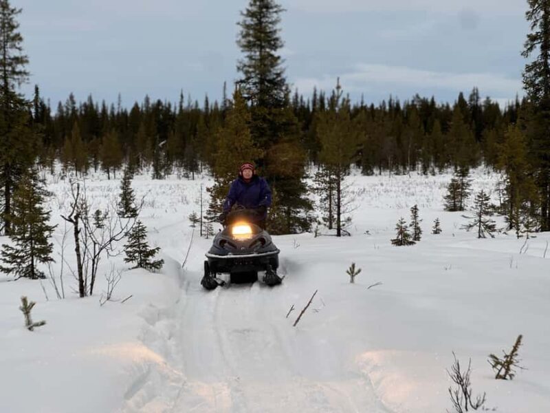 Experience a reindeer feeding tour in the wild - Key Points
