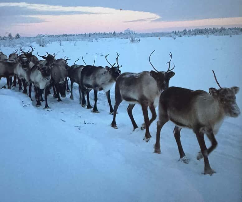 Experience a reindeer feeding tour in the wild - Who Will Enjoy This Experience Most?