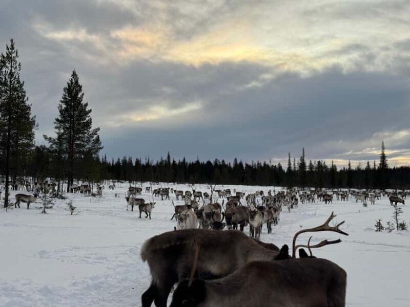 Experience a reindeer feeding tour in the wild - Final Thoughts