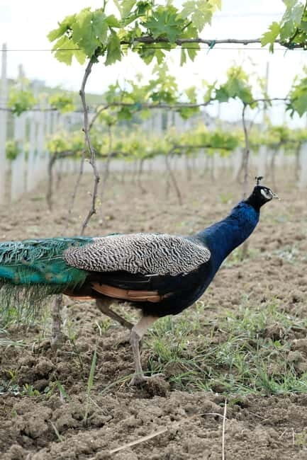 Experience Albanian Wine, daily tours from Durres - The Whole Experience Explored