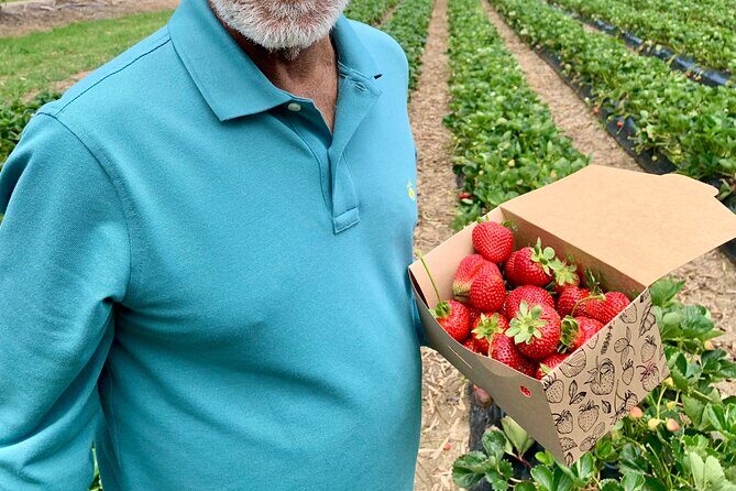 Experience Hahndorf & Barossa: Gourmet lunch, Wine, Beer & Treats - The Full Breakdown: What to Expect on This Hahndorf & Barossa Tour