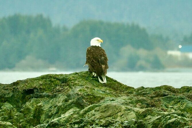 Experience Local Marine Wildlife Tour - What You Can Expect from the Experience