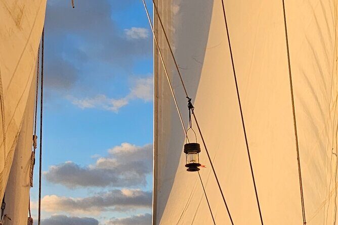 Experience Oceanside Sailing with Whales and dolphins! - The Value and Pricing