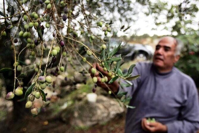 Experience of Olive Oil Tasting Crete , Visit the Knossos Palace - Key Points