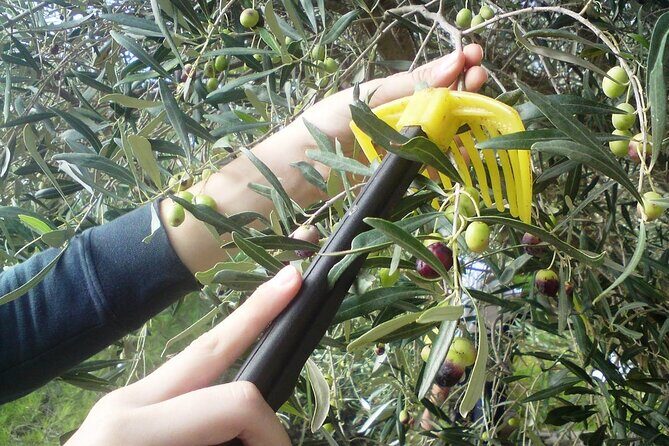 Experience of Olive Oil Tasting Crete , Visit the Knossos Palace - Who Is This Experience Best For?