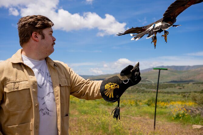 Experience Raptors and Falconry in Reno - The Value for Money