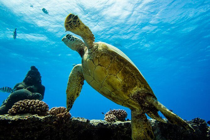 Experience Scuba Diving in Hawaii - The Details of the Tour