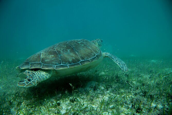 Experience swimming with turtles and explore the ruins of Tulum. Lunch included. - FAQ