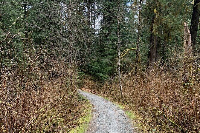 Experience the Beauty of Vancouvers Forests by Bike/E-Bike - The Sum Up