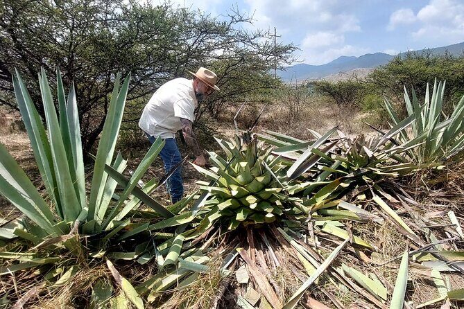 Experience the Mezcal Tour in Oaxaca - Key Points