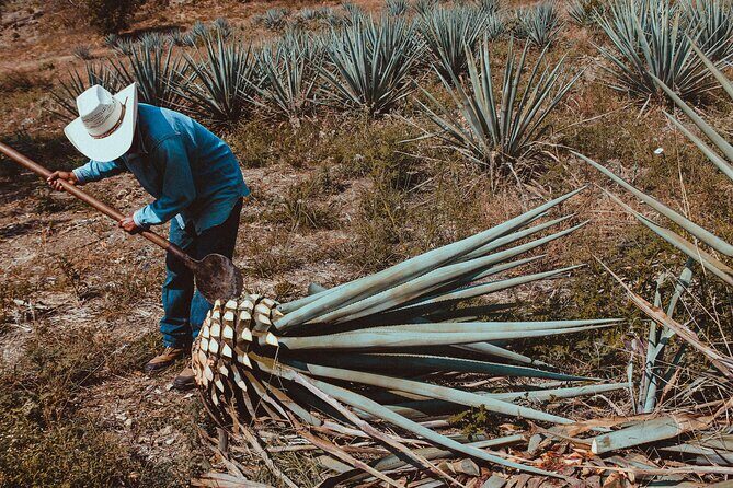 Experience the Mezcal Tour in Oaxaca - Who Should Consider This Tour?