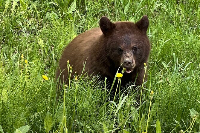 Experience the Yukon and Suspension Bridge - Final Thoughts