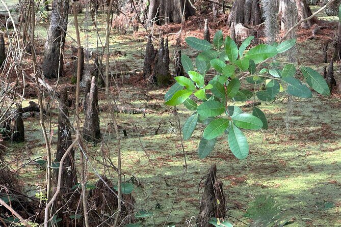 Experience Wild Florida Nature Up Close on Electric Trike (2 hrs) - The Sum Up