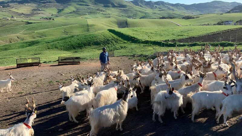 Experience with Girgentan goats in Agrigento - FAQs
