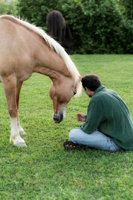 Experiential activity with horses: an experience in connection - Experiential activity with horses: an experience in connection